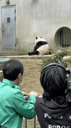 福宝把他最爱的竹笋都扔了，和人一样的反应
太不可思议了
