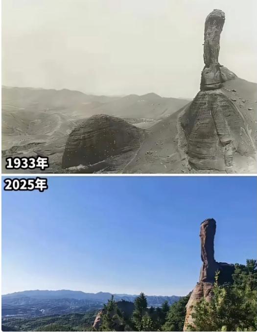 以前的山上，真的是“不种树”吗？
看看这张跨越近百年的对比图，答案一目了然！从漫