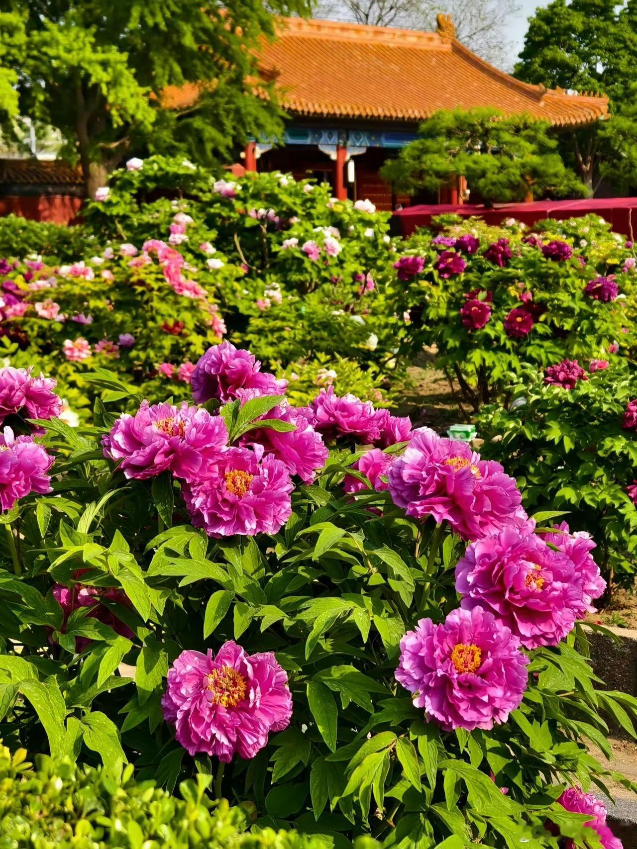 裂纹瓷·默斋主人原创自由诗你要允许釉面保有窑火撤退时偶然的叹息。允许冰裂纹在清晓