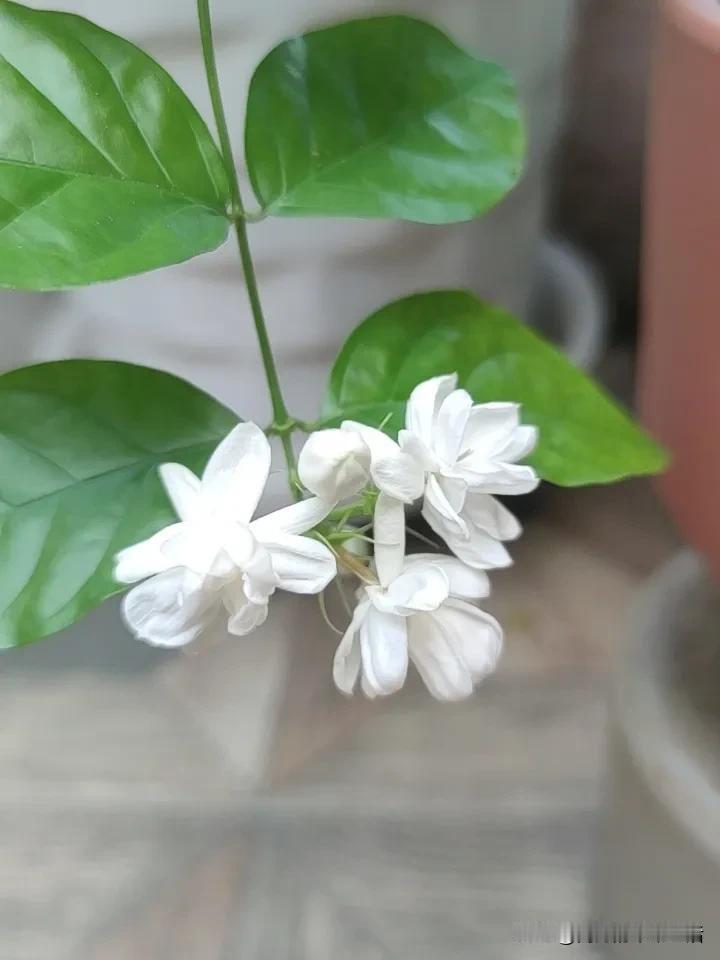 下过雨，
花开的依旧好看，
云朵依旧仙。