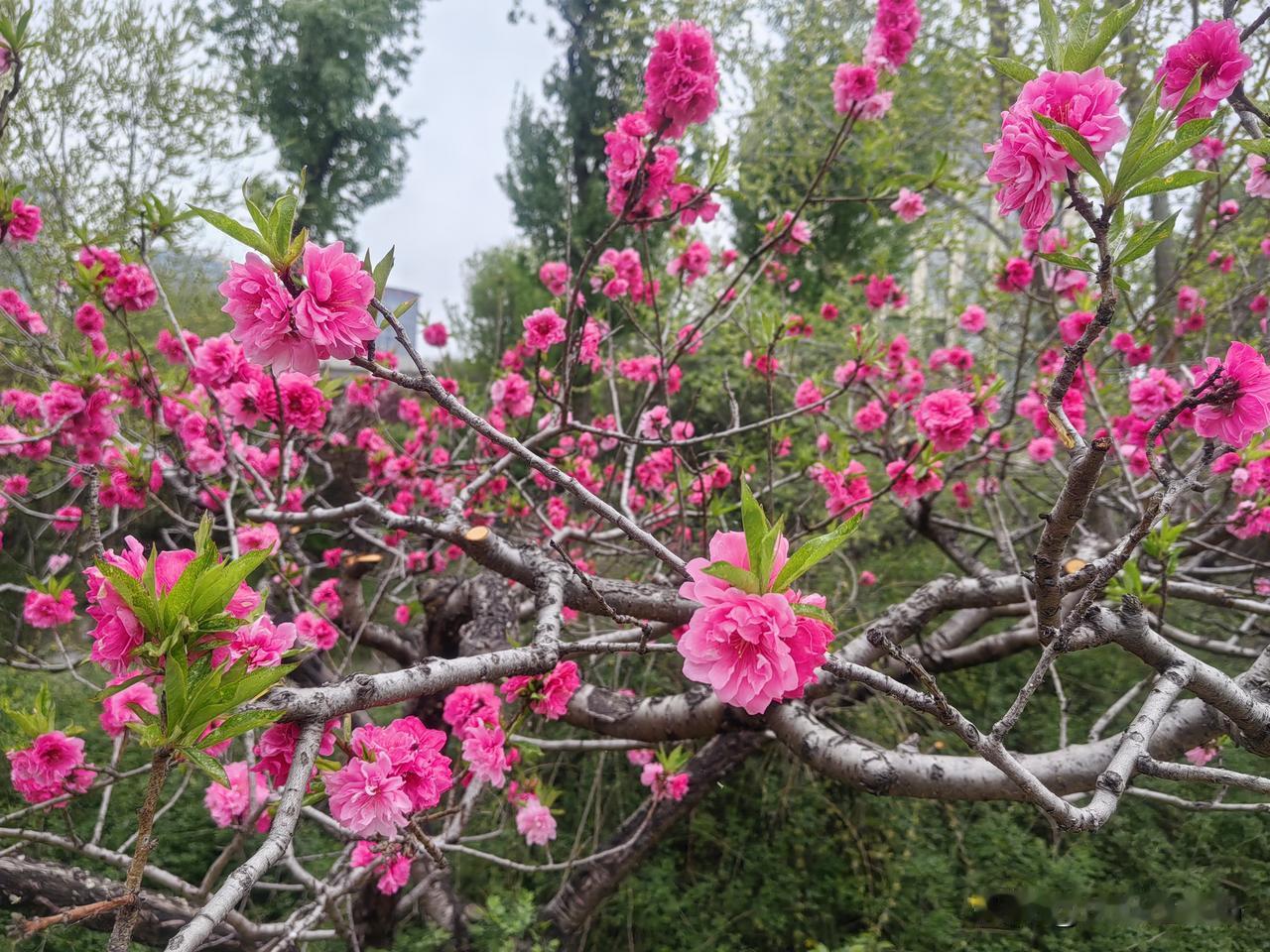 人这一生，好不好都得自己走，累不累都得自己承受。每个人都有难言之苦，每个人都有无