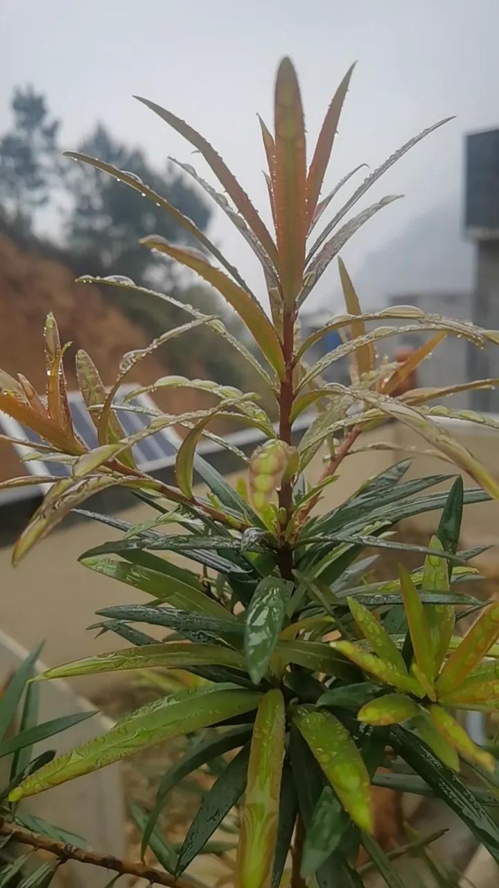 下联：年年健健康康。求上联天天开开心心