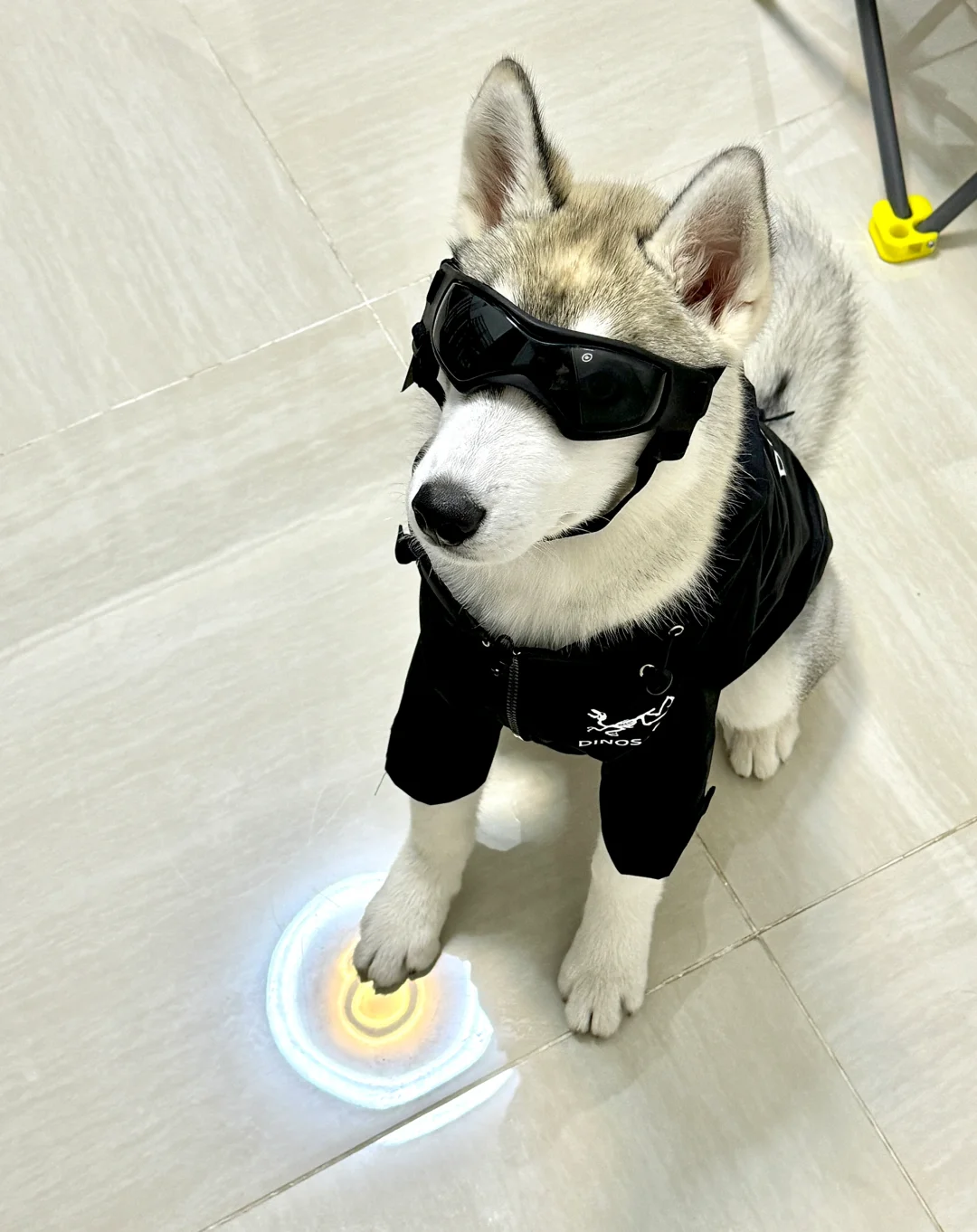 今天的阿呜是个帅狗狗