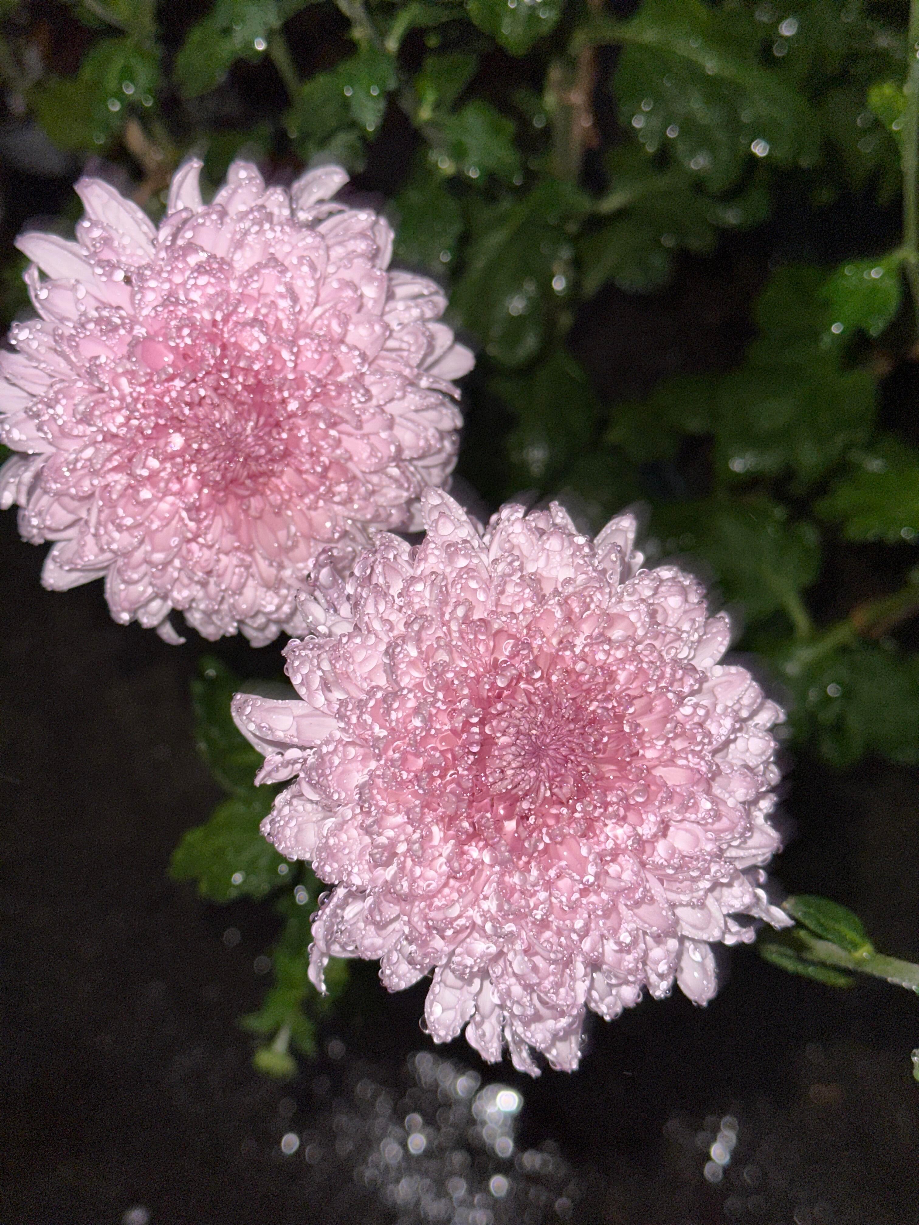 你们也会在雨夜打灯看花吗？ 