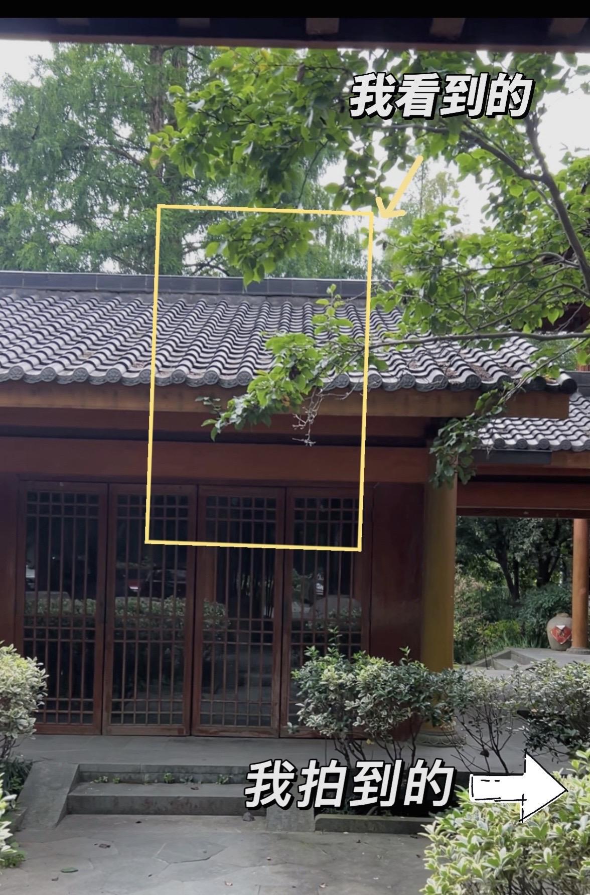 摄影师看到的江南夏日雨📷。地点：杭州曲苑风荷 📷：rp 本期分享的...