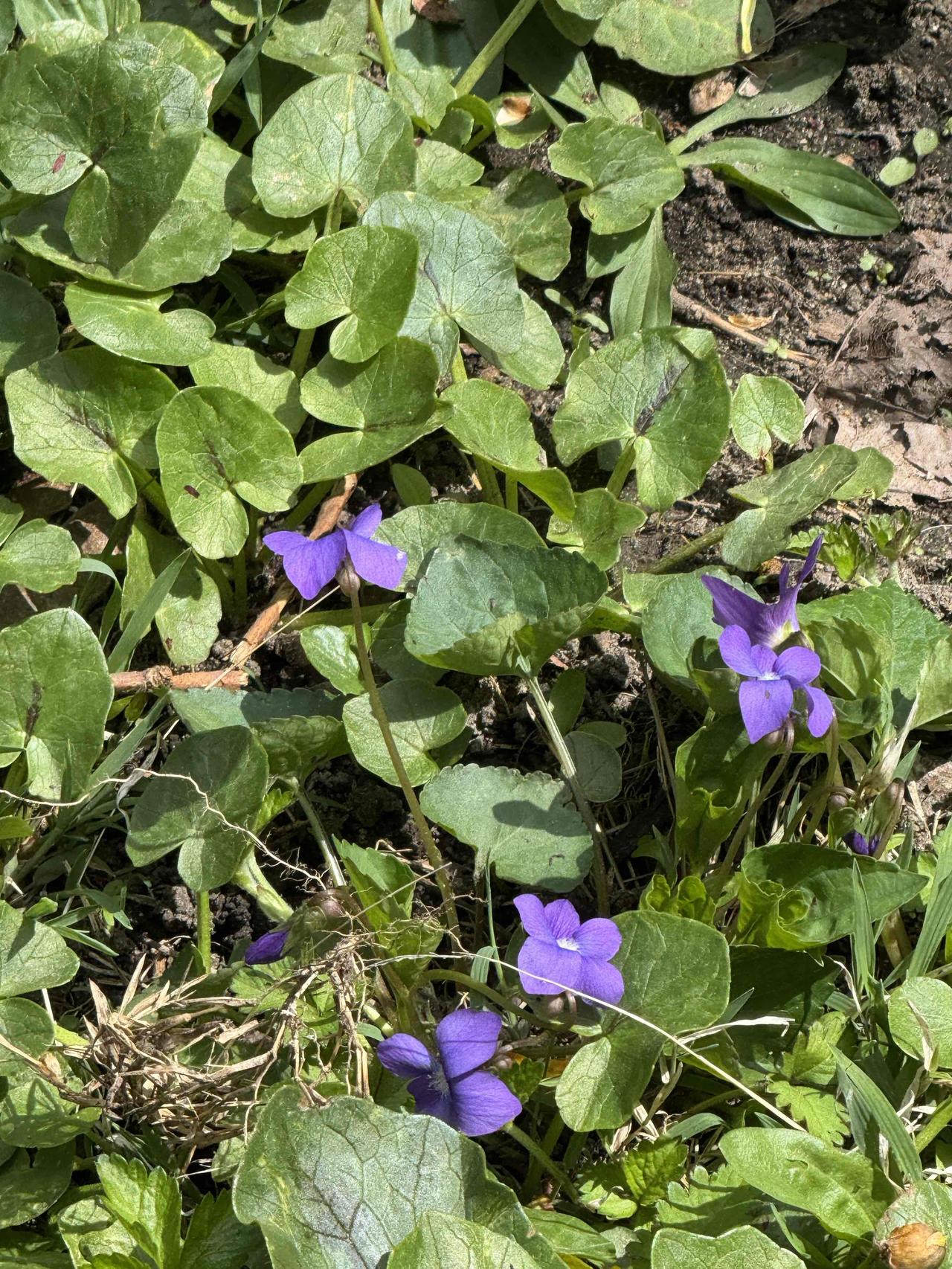分享一张你相册里的花草照片蓝光随手拍。