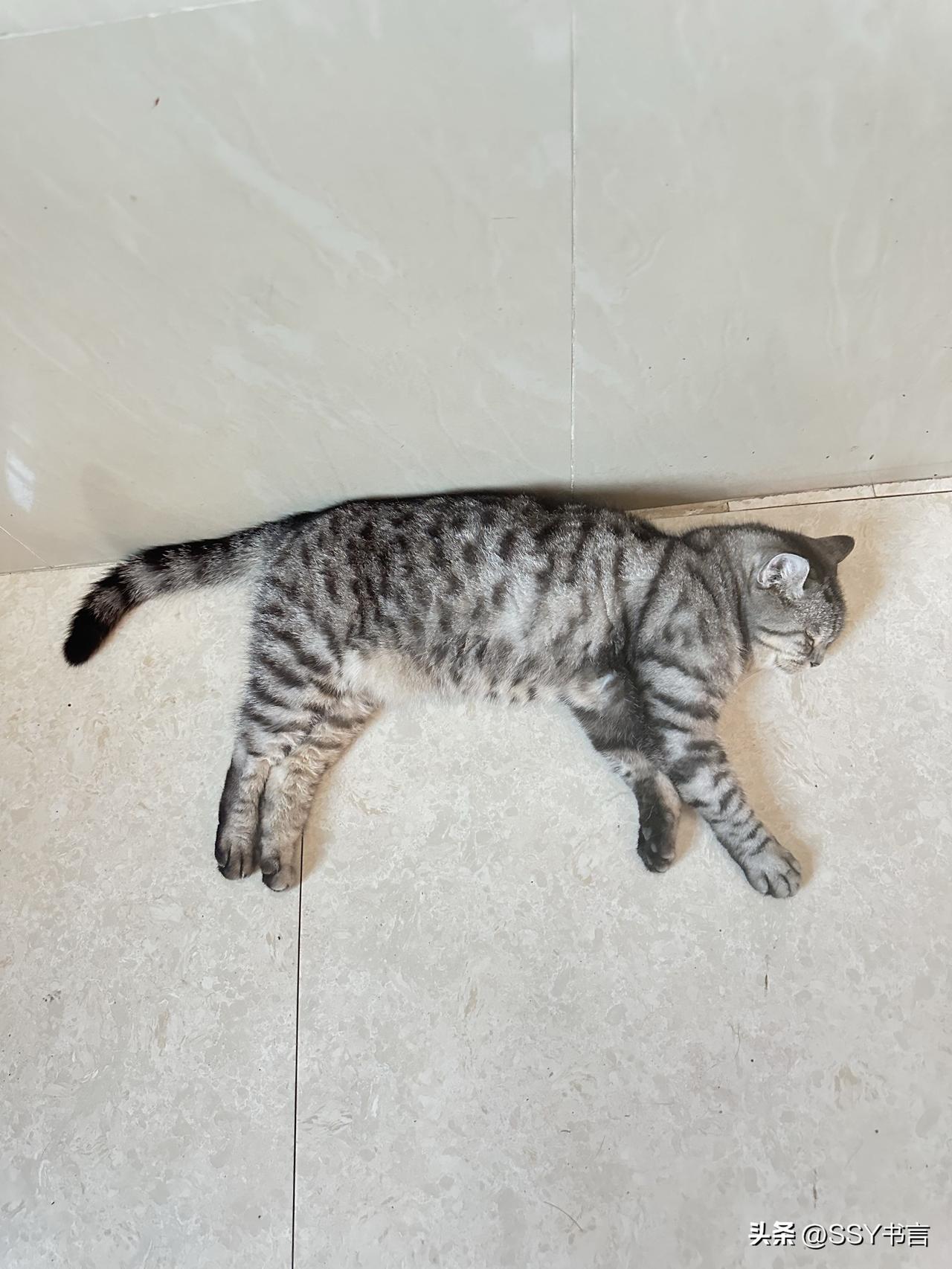 高温天连猫咪都扛不住，四仰八叉贴地面降温