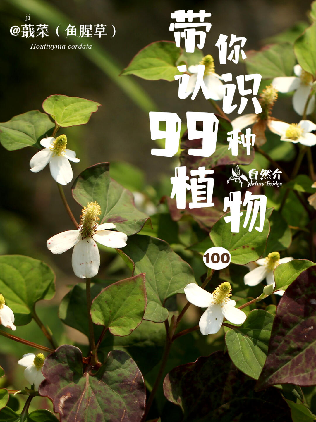 带你认识99种植物