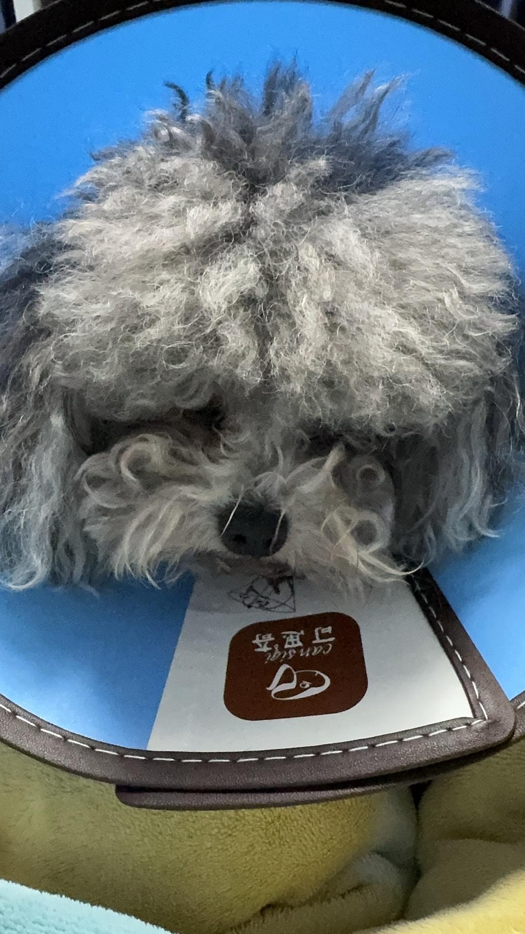 狗狗生病七天，我花了六千块

泰迪狗狗趴在我腿上，小脑袋耷拉着，手术后留下的伤口