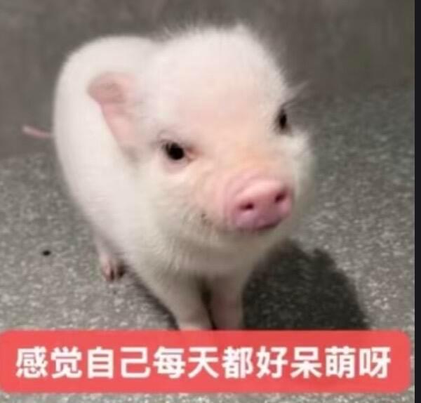 分享图片 