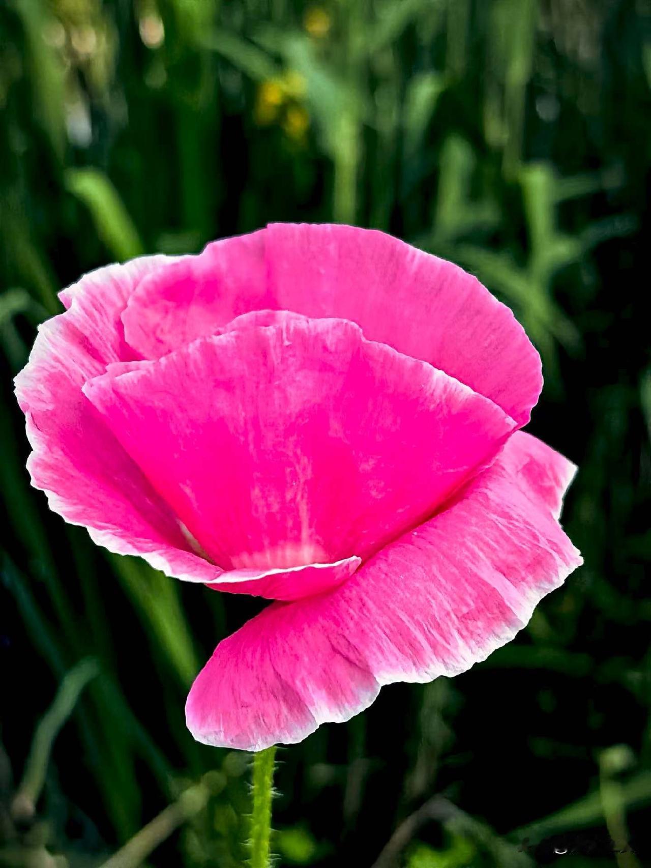 【小对联】
上：倾泻；
下：……？