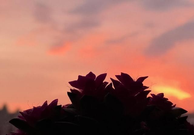 美国是联邦制，一般情况下，各州内部很多事情的决策权，州长比总统大，说话也比总统好