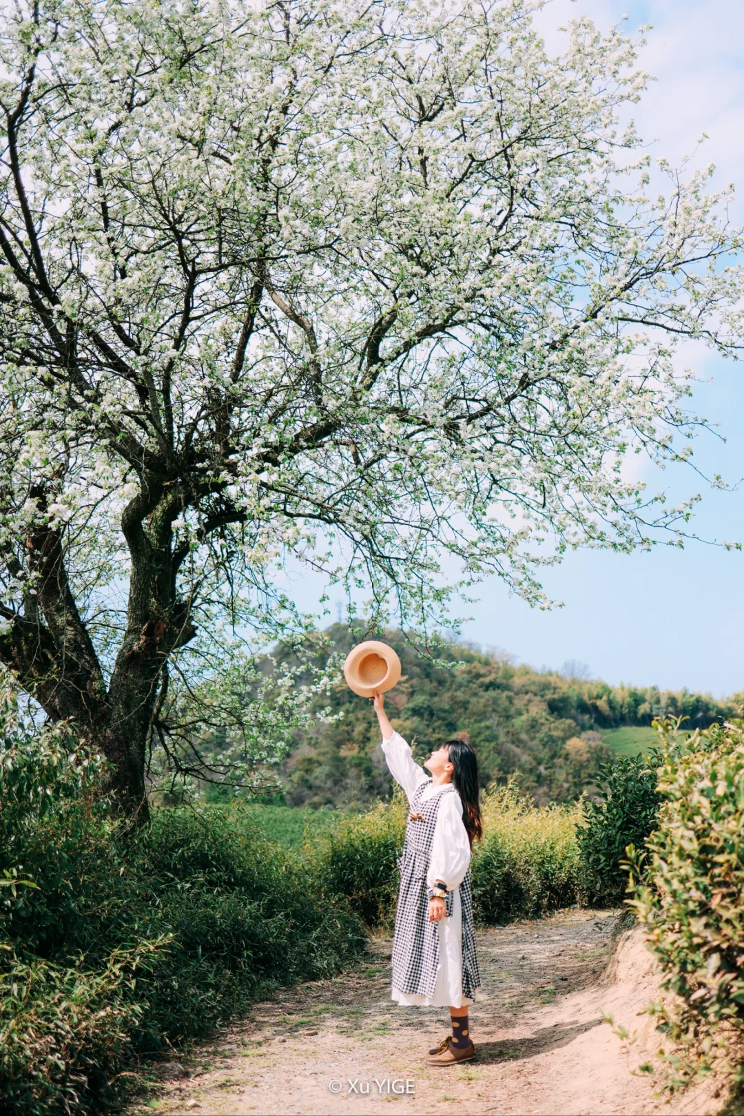 不去东钱湖人从众，茶山拍到了一树梨花开！