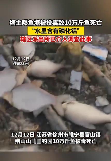 鱼塘疑被投毒10万斤鱼死亡太让人心疼了！江苏徐州睢宁县官山镇这家垂钓园一下子就死