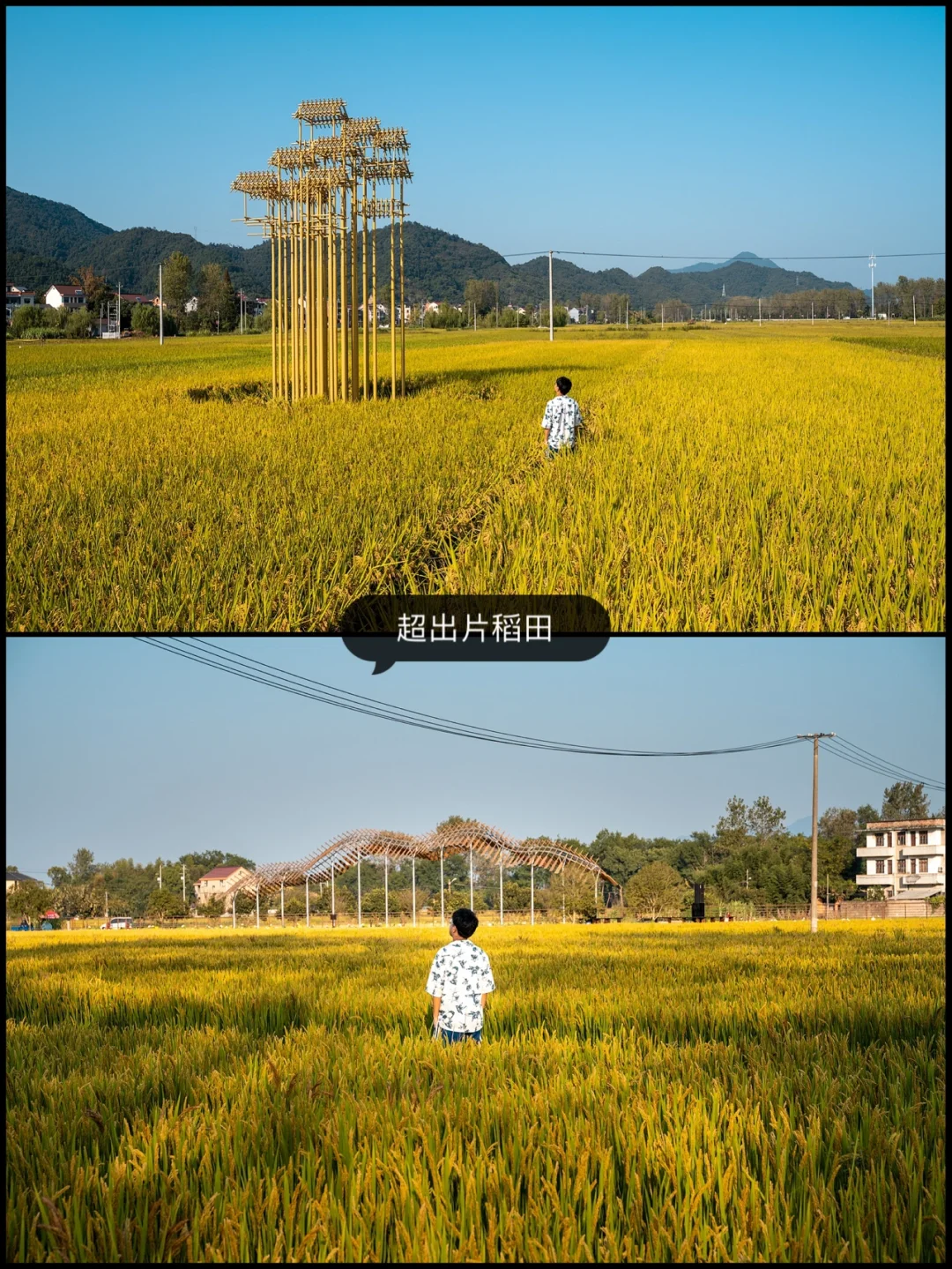 10所顶级美院把艺术展设在富春江边的稻田里