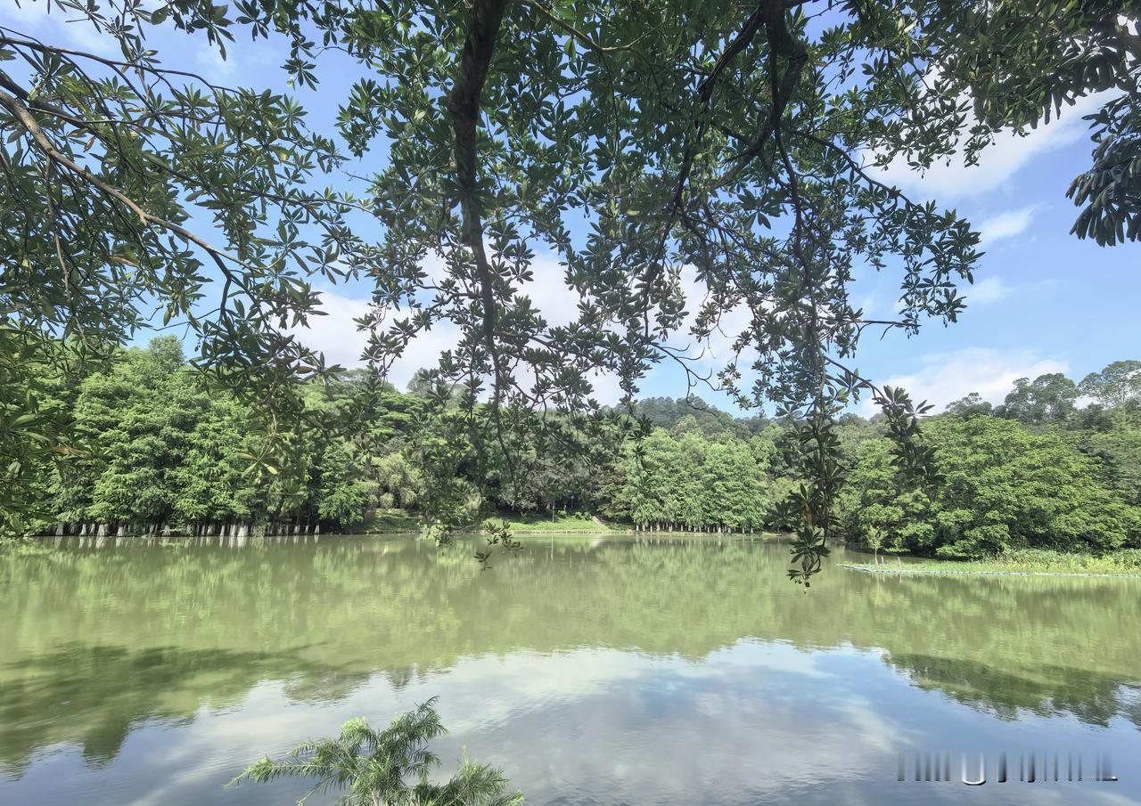 大夫山森林公园的湖
分享一下你镜头下的广州
走进大夫山南门，仿佛走进大森林。那一