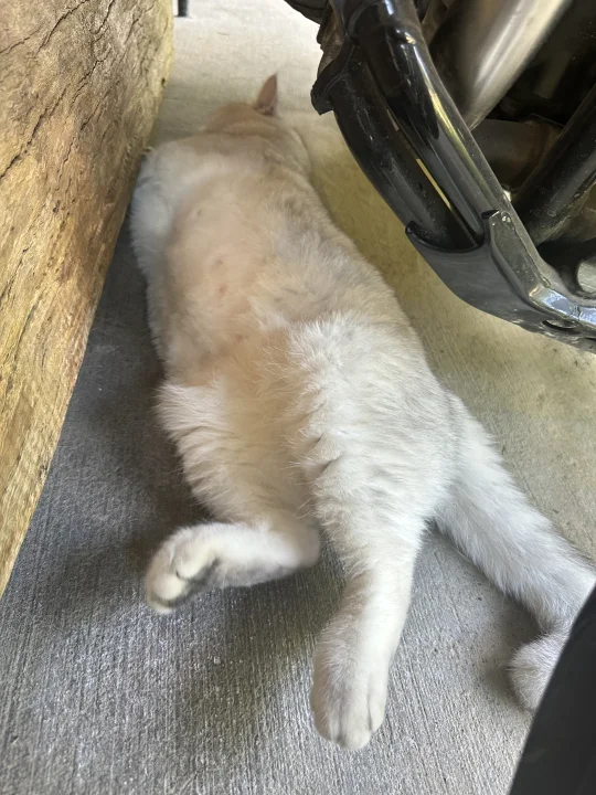 猫的松弛感