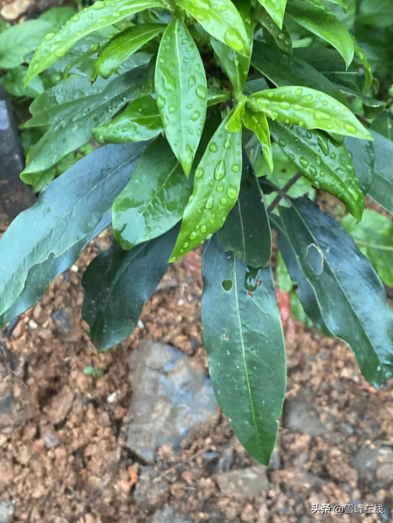 春日生活打卡季雨后清新，绿意盎然，生机勃勃的植物。