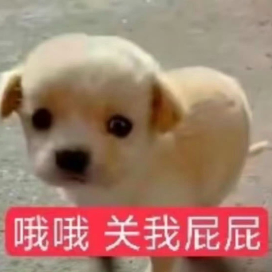 我不清楚的朴综星唯一主唱ace