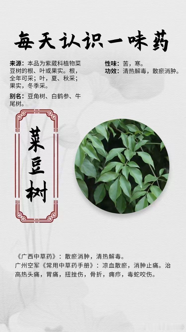 #国医的精诚力量##每天一味中草药# 【每天认识一味药】[鲜花]菜豆树[抱拳]来