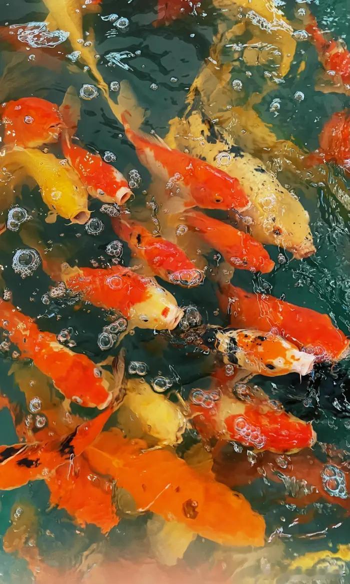 #春晚锦鲤舞蹈愿人民接好运# 转发这些锦鲤，新的一年你会变成心想事成好运常在的锦