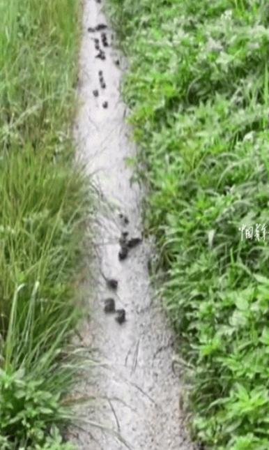 成精了！广东汕头，一场大雨过后，女子在田间小路发现一群鱼。不仅会走路，还排成队伍