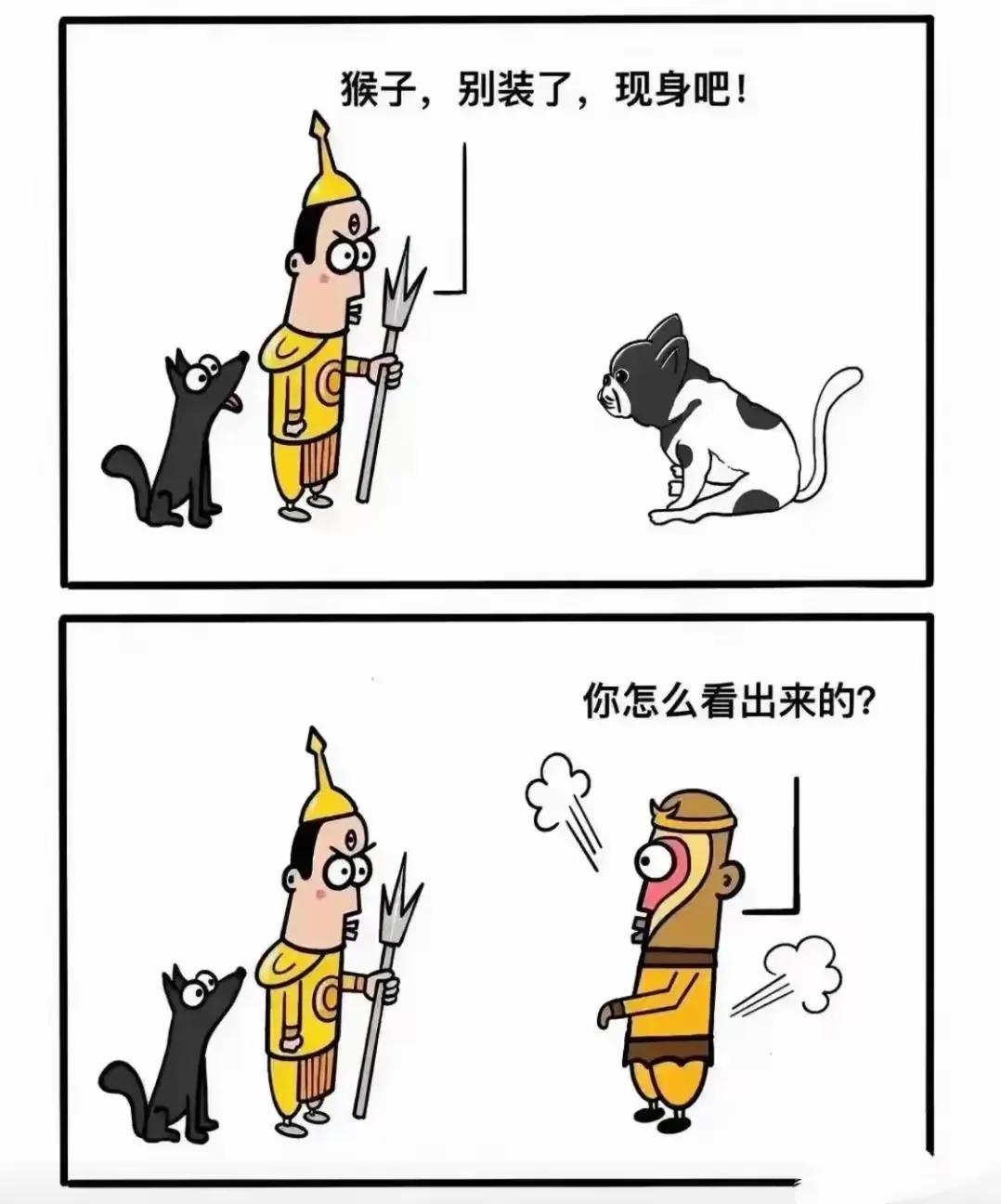 猴子是怎么被发现的？

这个猴子是哪个 猴子献出圆形了