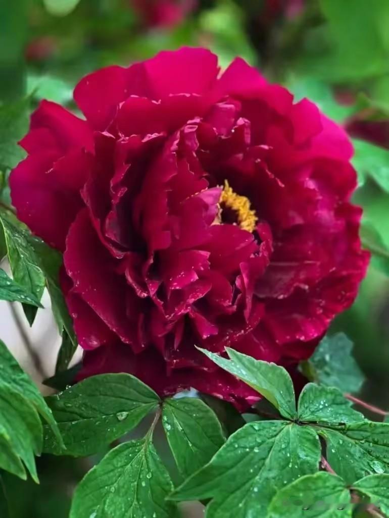 晒图笔记大赛牡丹花，分外娇