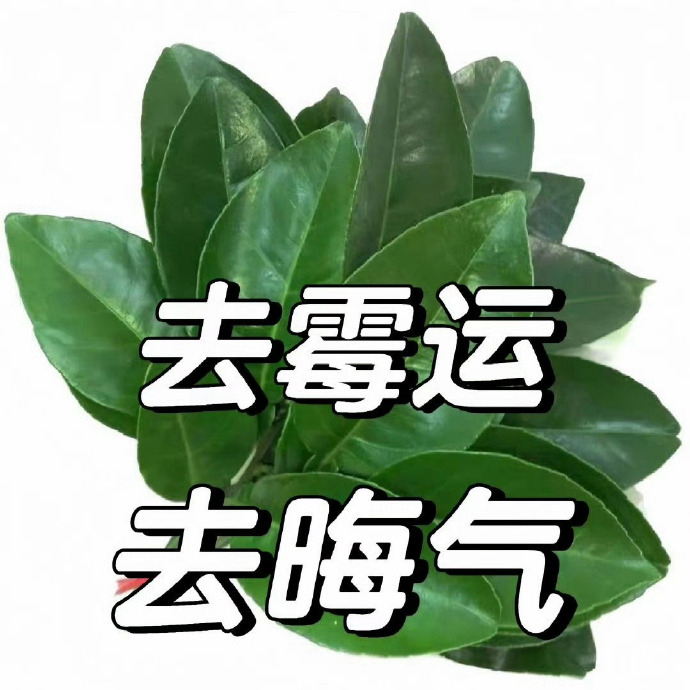 柚子叶 去霉运 去晦气🍃 