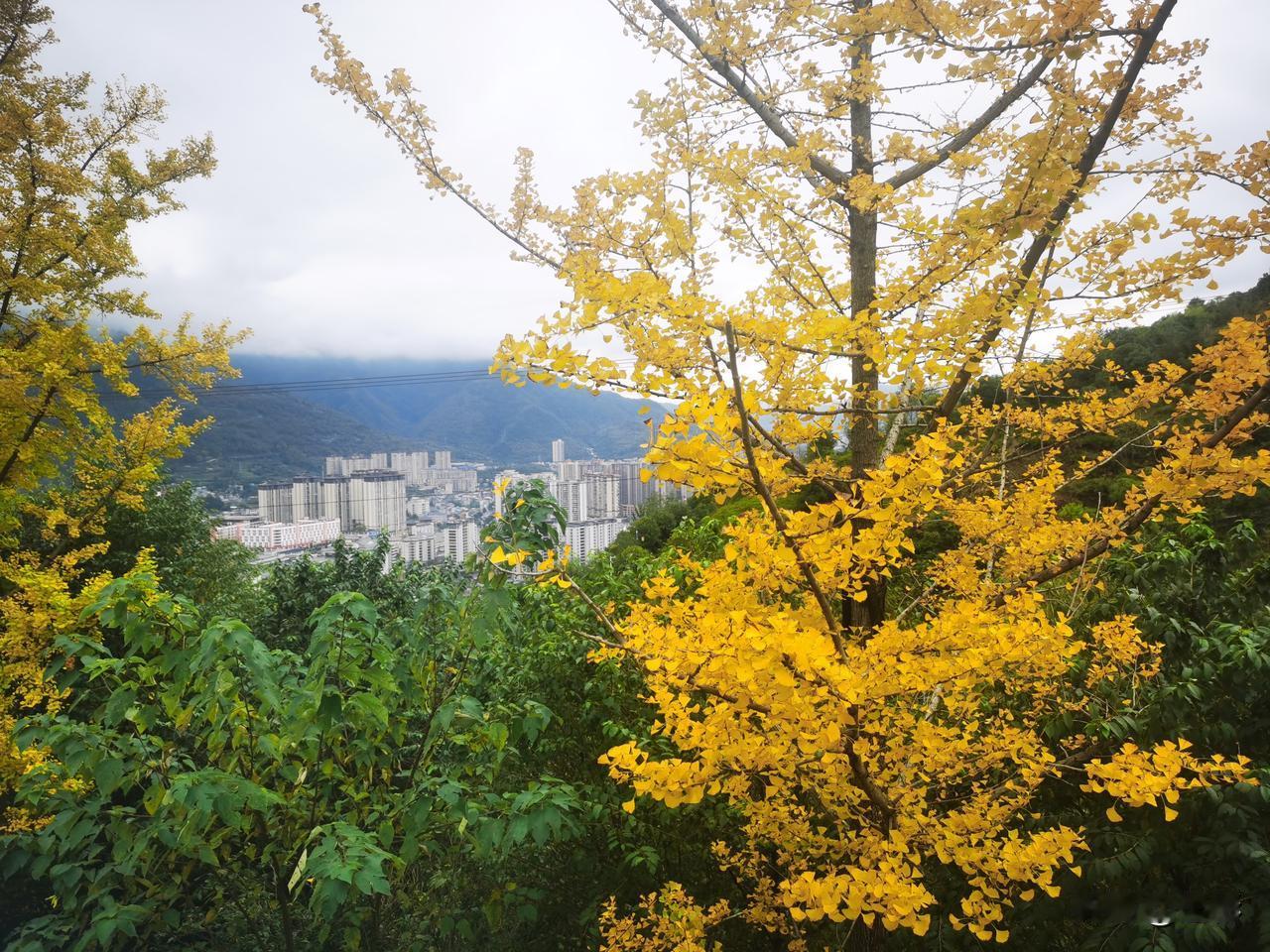 可以分享一张秋景树叶的的照片吗