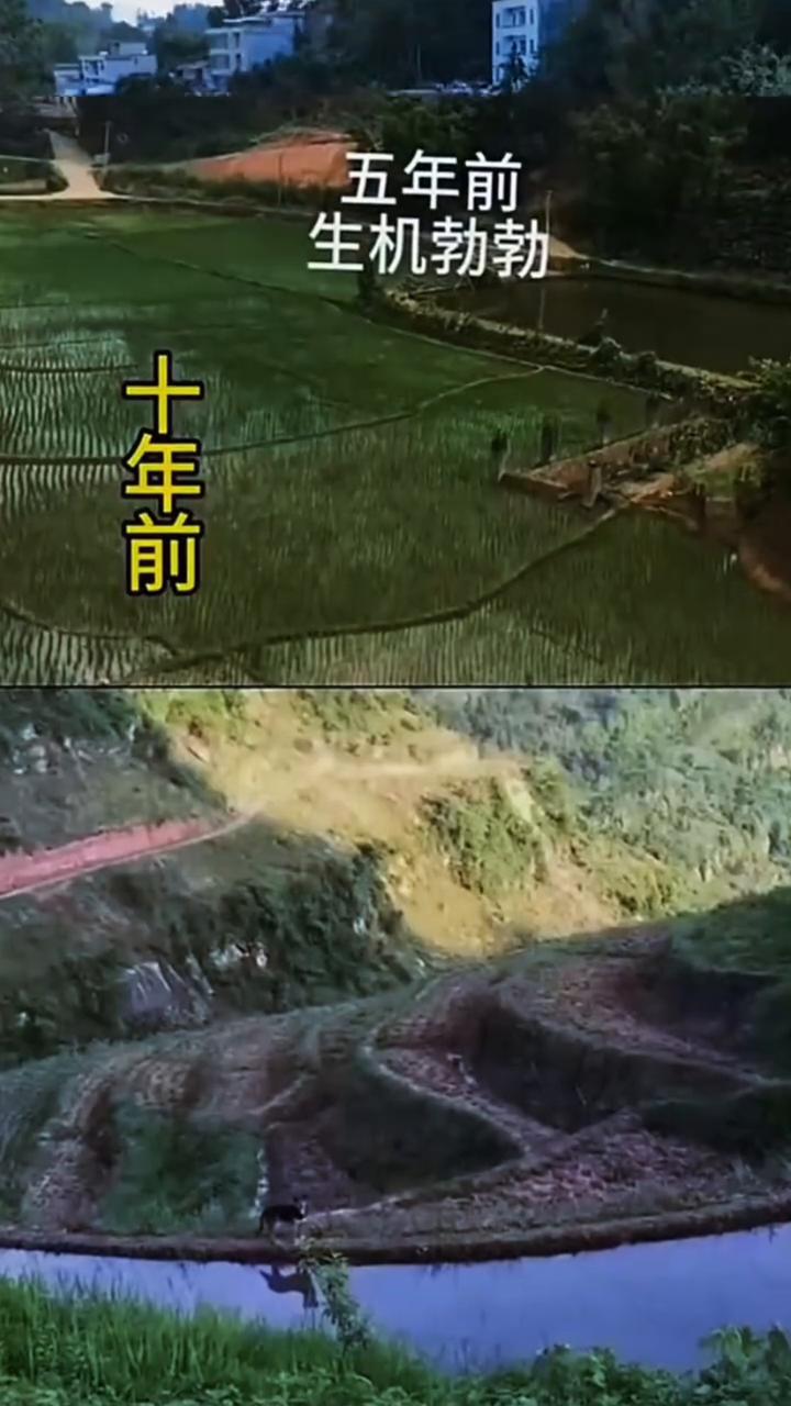 五年前生机勃勃，十年前杂草丛生，十年后杂草丛生。