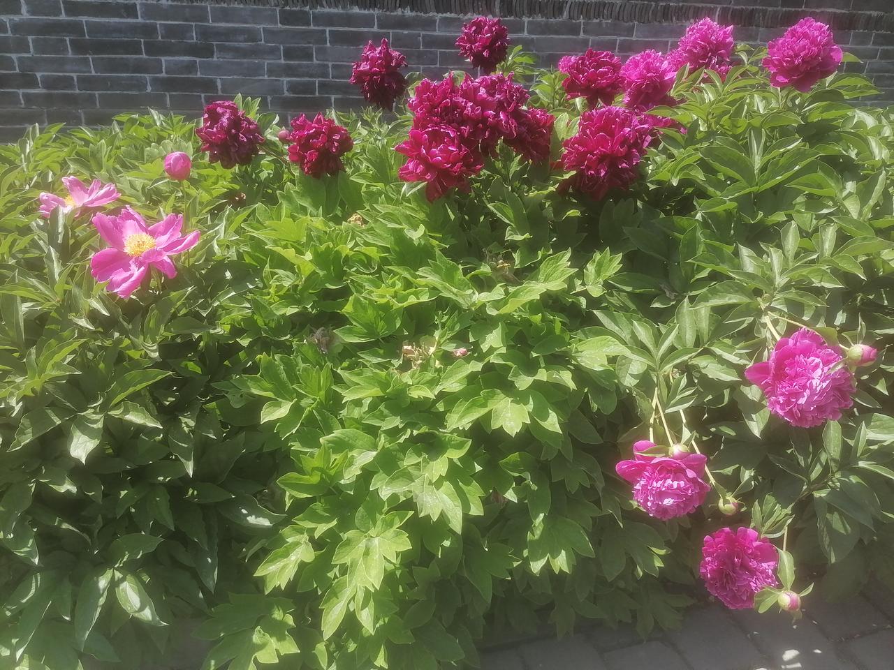 大家猜猜这是什么花？友情提示：一种药材，不是牡丹哟！