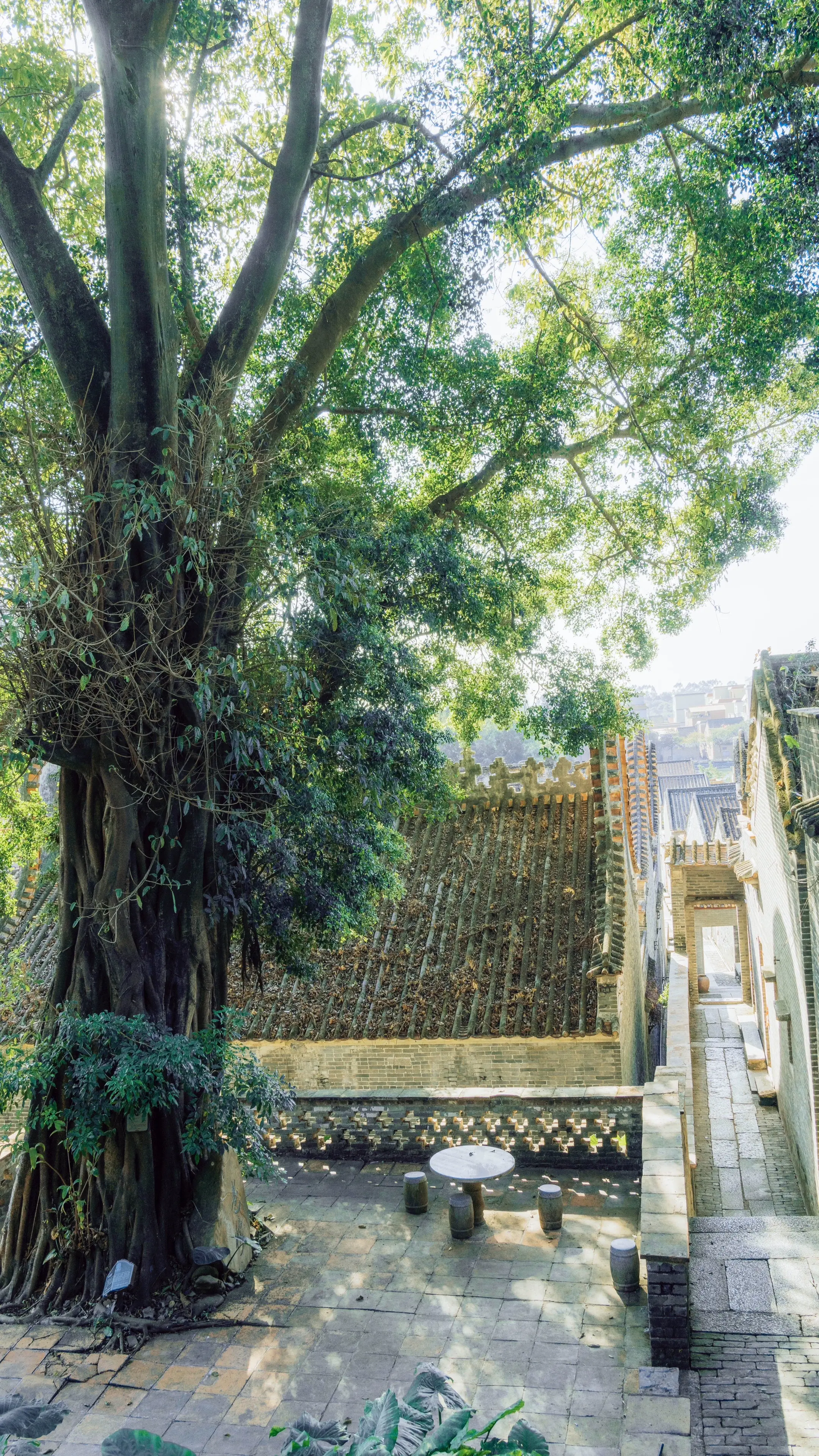 藏在佛山古村落，古建古树满是岭南诗意。佛山三水长岐古村拍照打卡攻略 ?...
