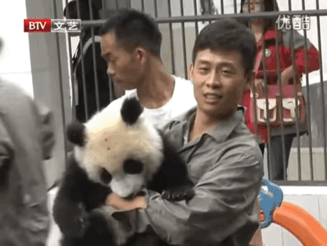 张译被熊猫咬到胸部[捂脸]
笑死了，第1次听到动物咬人，动物要打预防针的，果然是