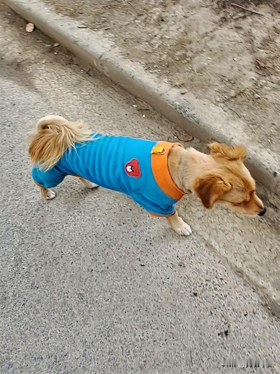 记录我的2026路旁一只穿衣服的狗狗