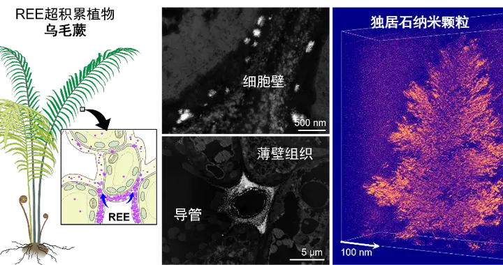 关于稀土，我国又有重要新发现！