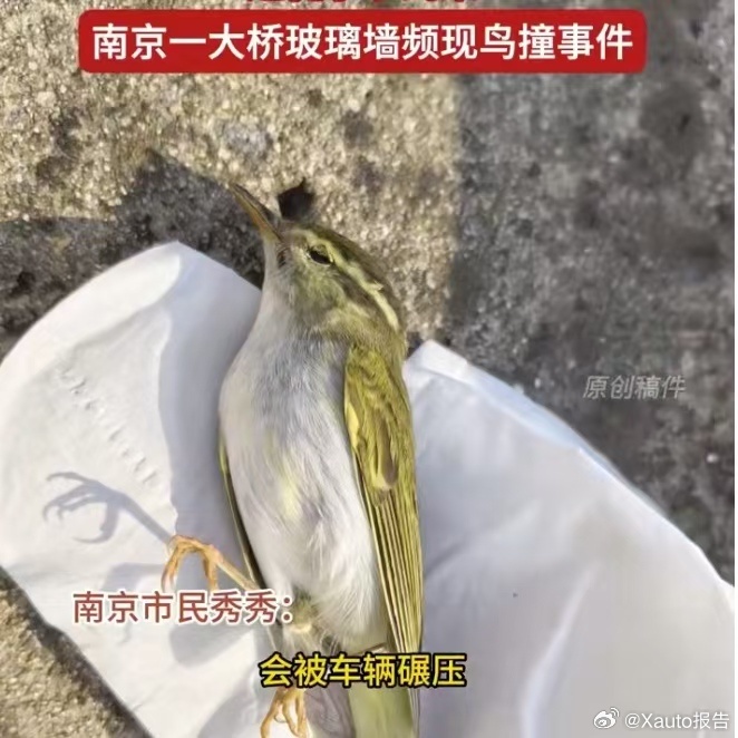 小鸟频频撞死在南京一大桥玻璃墙近期南京明城大道桥出现小鸟频频撞死在玻璃隔音墙的现