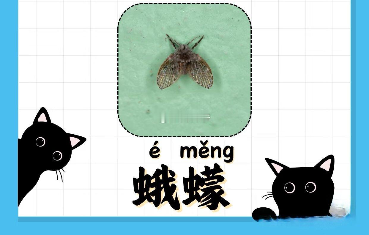 “人畜无害的小飞虫”真的人畜无害吗？奇妙的生物圈 ​​​