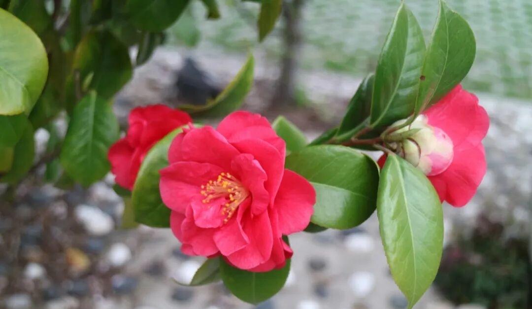 今年冬天的不同今年的冬天，寒冷已经快过去了就是年还得半个月，相对于阳历来说，过年