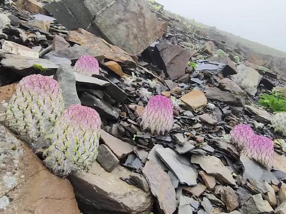 高原上的生命奇迹！男子偶遇珍稀植物“水母雪兔子”