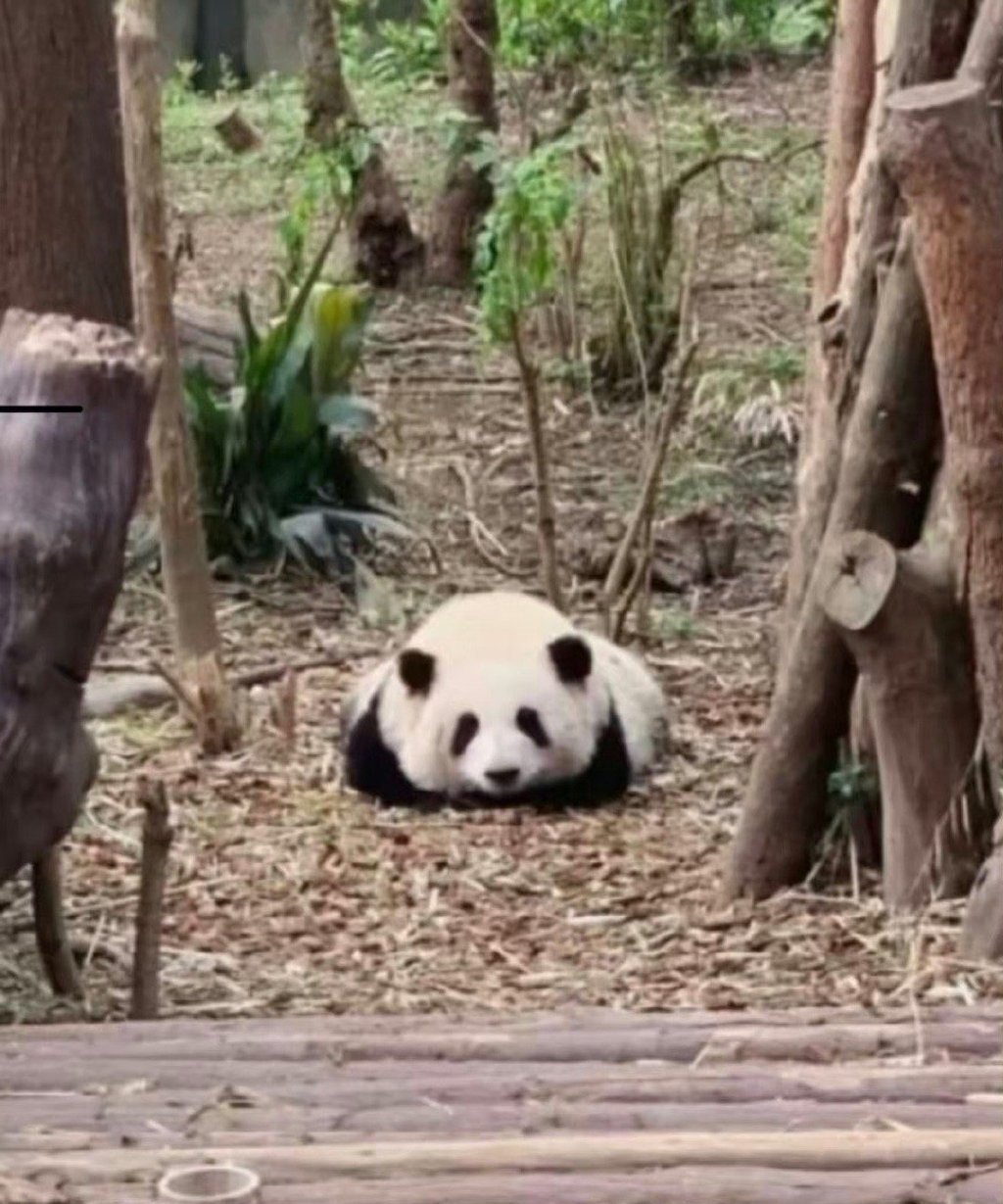所有被熊猫花花盯住的，运势开始上升不要小看一两万块钱 ​​​