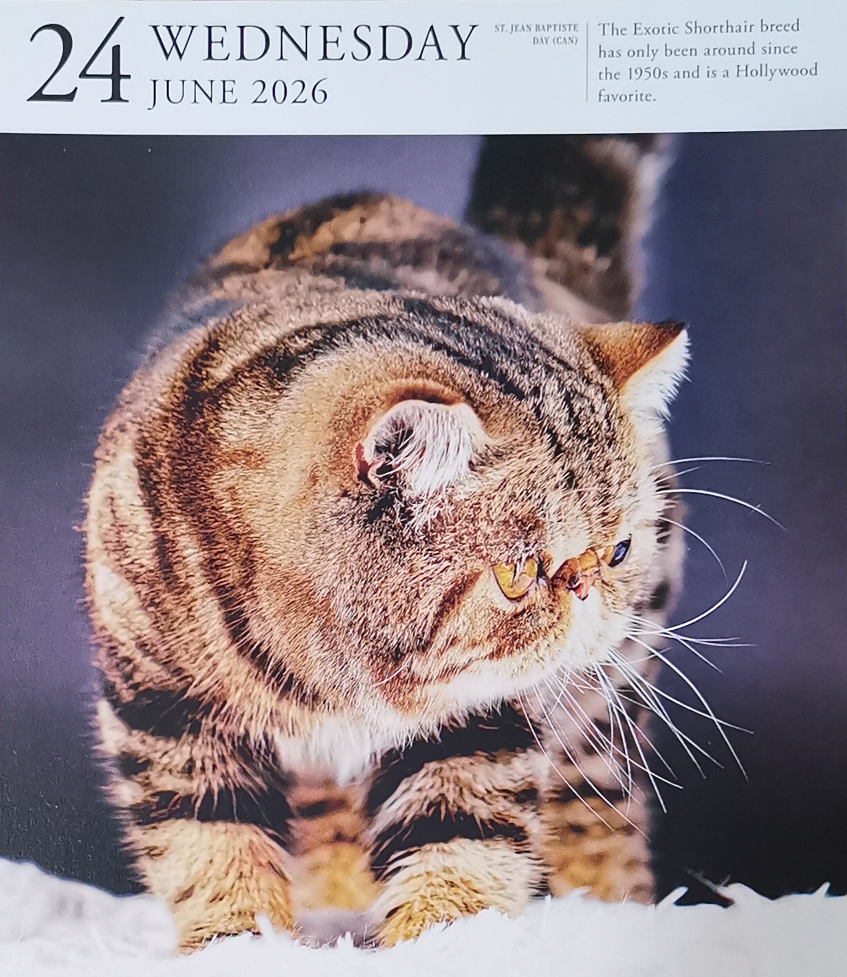 猫宁。今日多帅强弟仍暂不出镜。一日二猫，洋猫中猫。