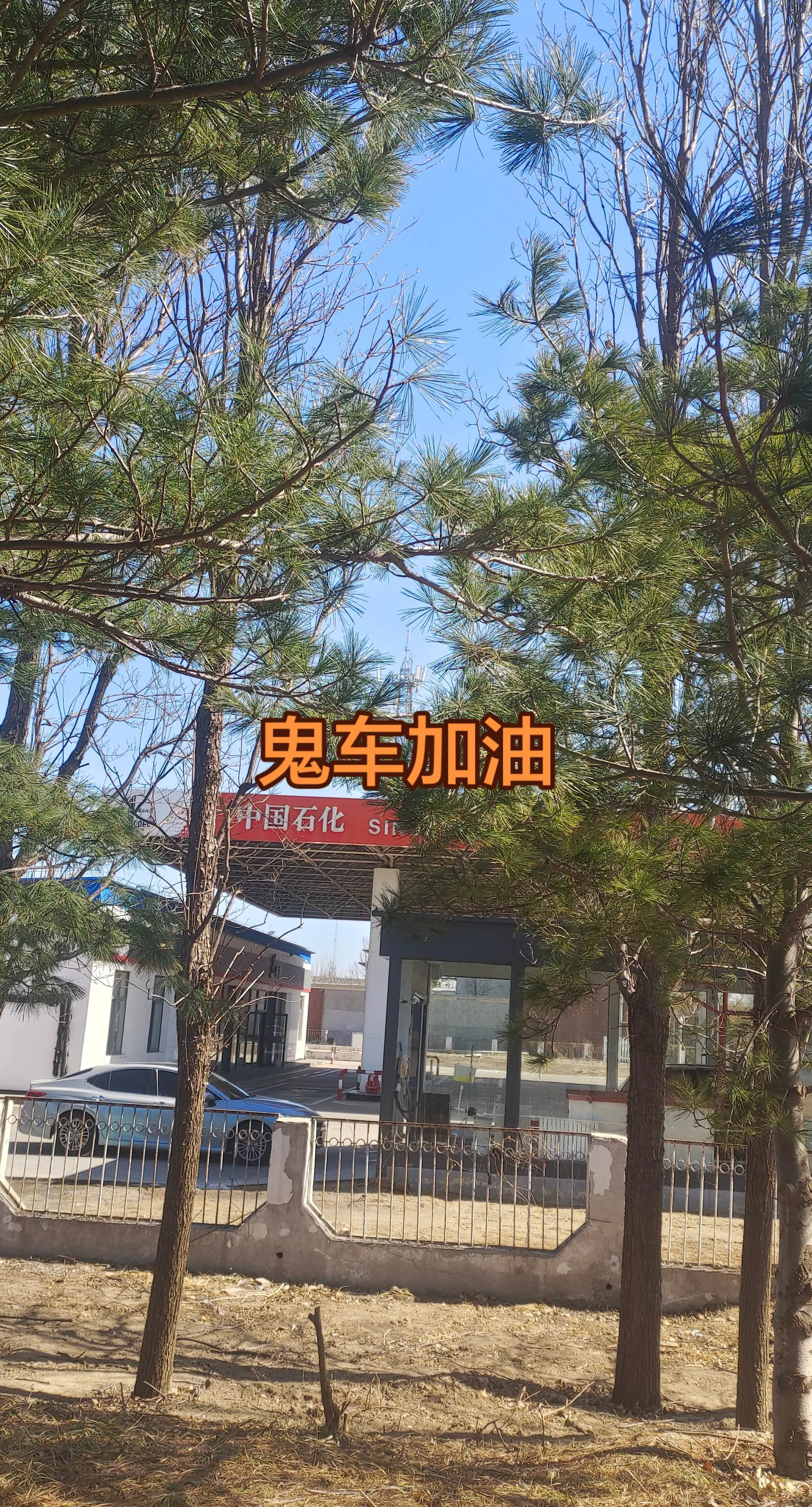 秋季树木管理