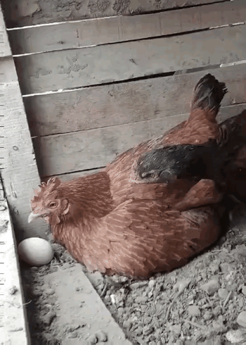 公鸡：再不用心就把你换了～[星星眼]