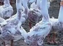 疯涨240%！1吨鸭绒从17万飙到58万，羽绒服价格翻倍，今年冬天穿件保暖衣竟成