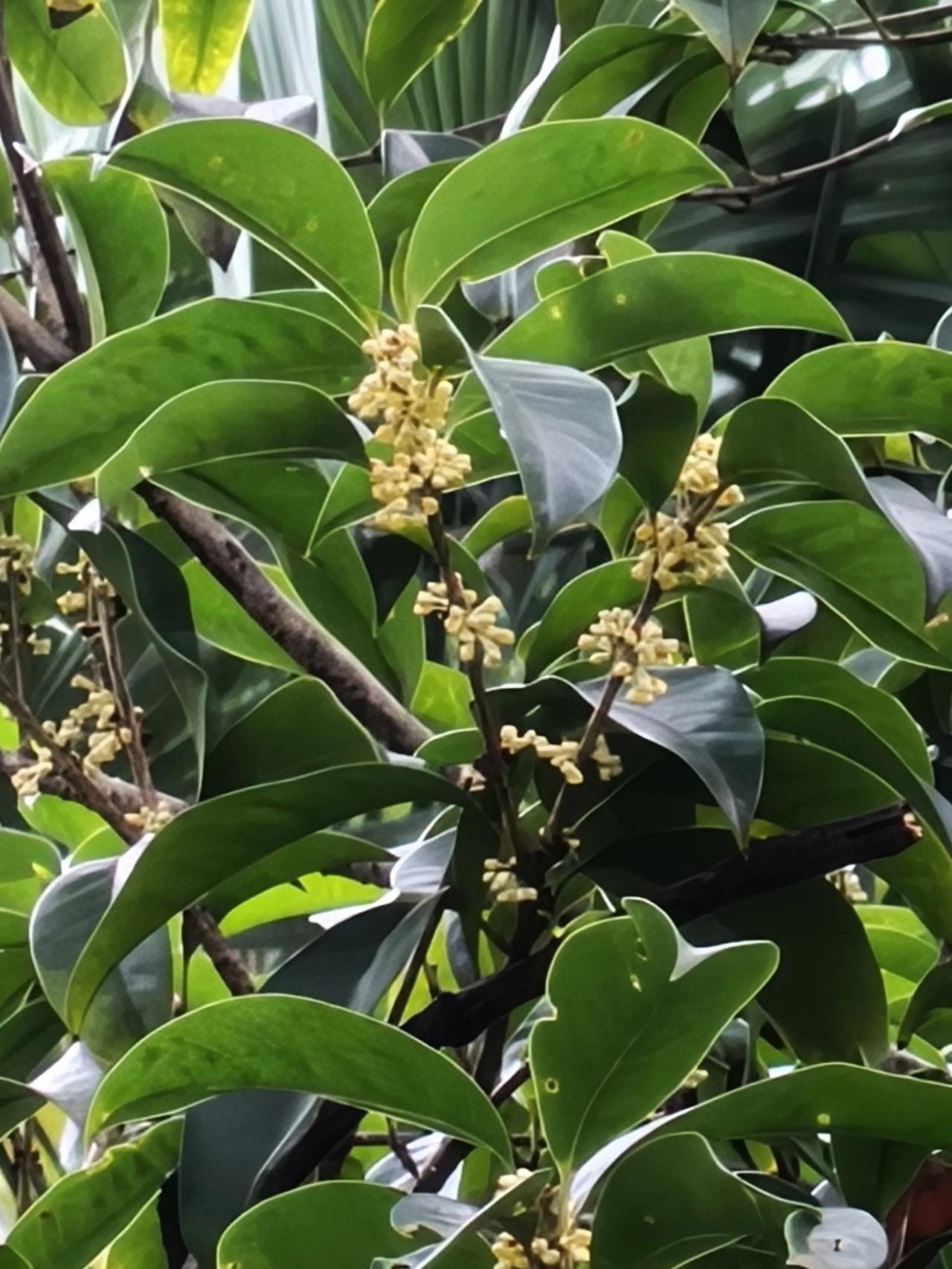 天色有点暗，树🌲也有点高，
桂花∠※没拍清楚～
过几天再去
希望它不要那么快谢