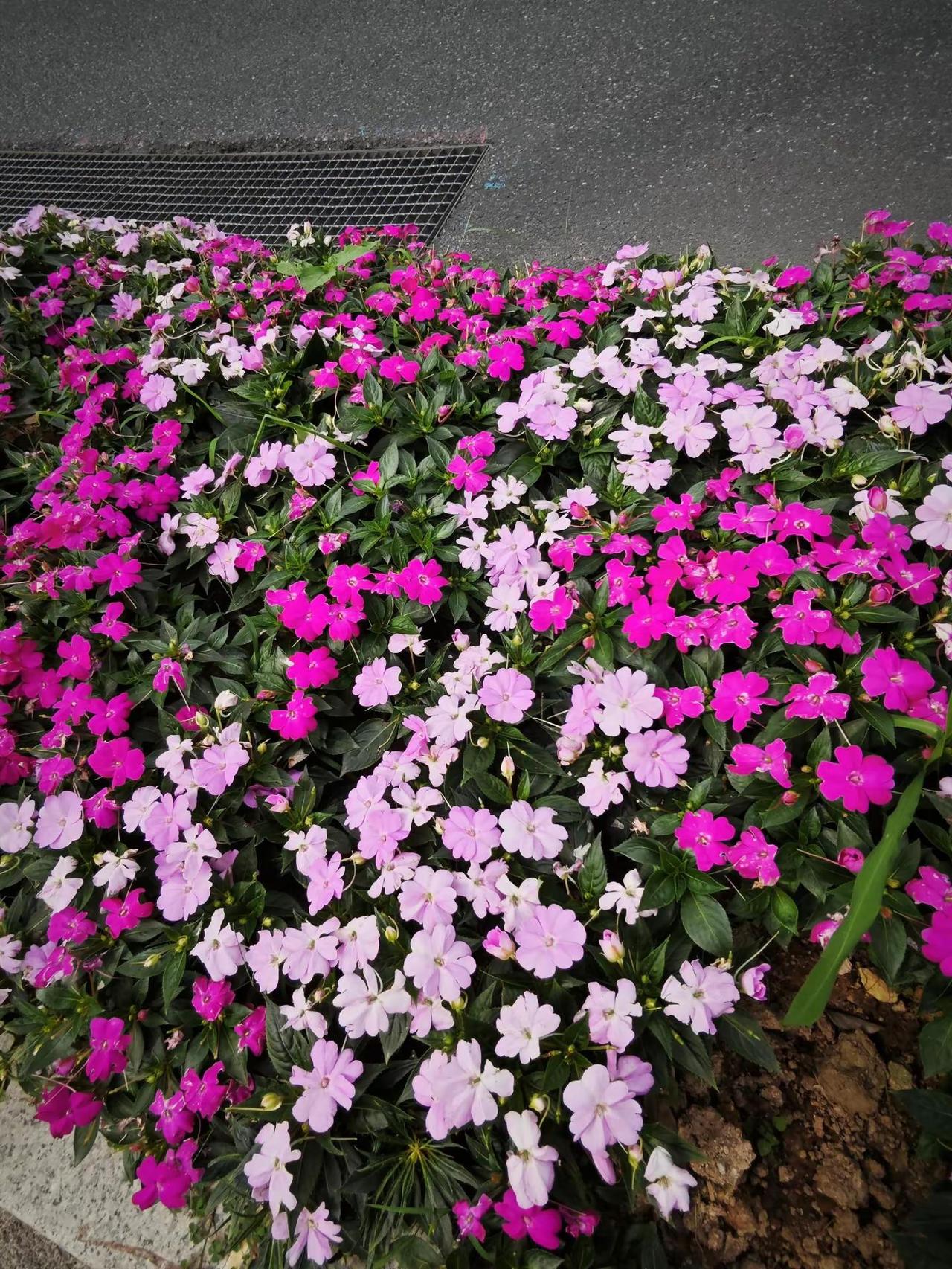 猜猜我是在哪里拍的花，是在公园还是路边？