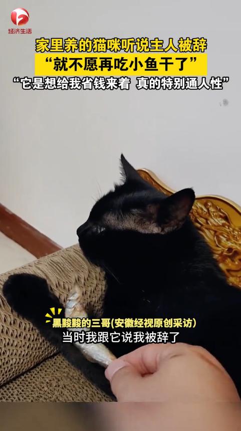 “太有灵性了！”11月7日报道，河北燕郊一男子被公司辞退后，对着家里养的黑猫倾诉