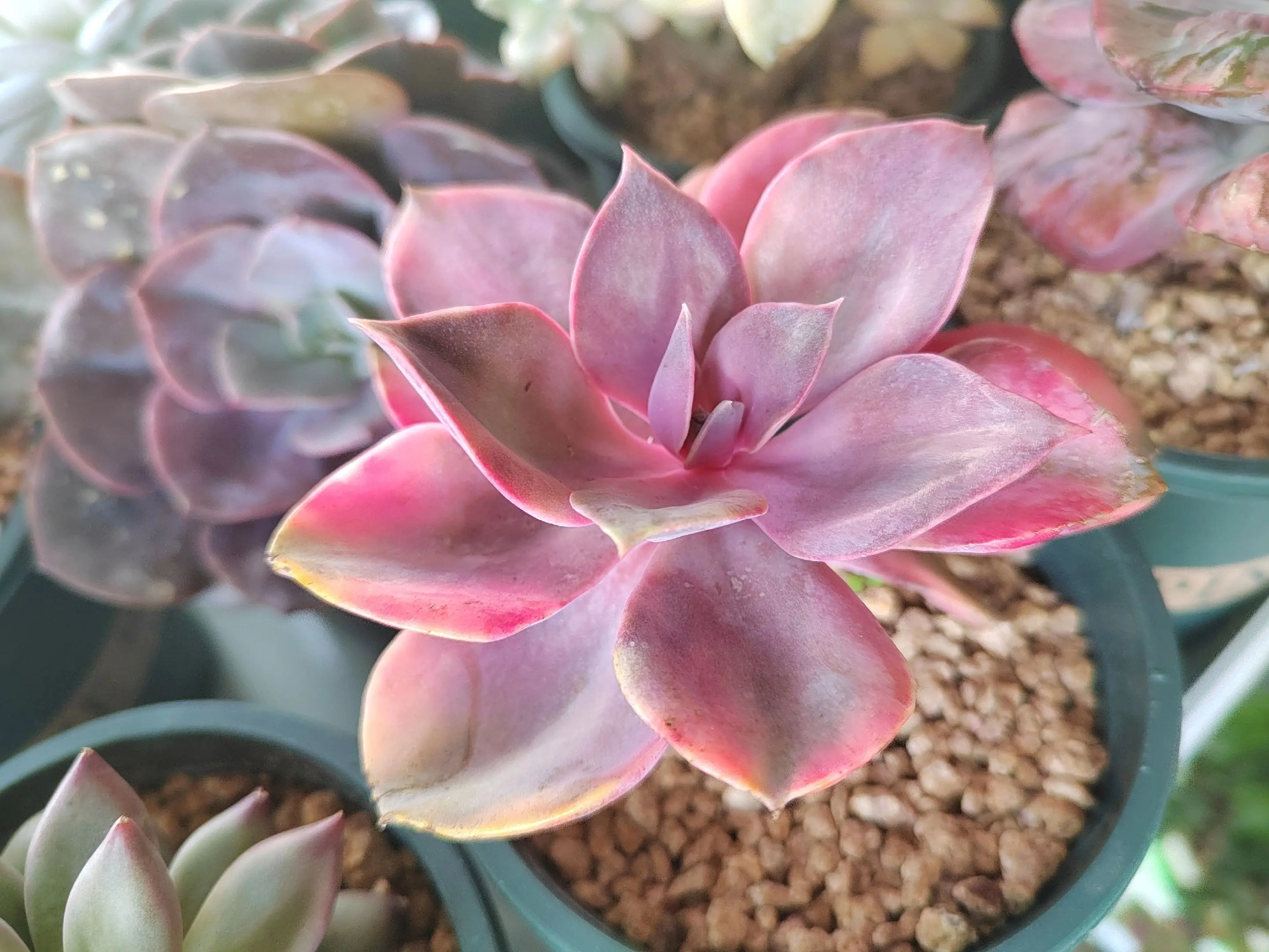 春暖花开时就是见面时！