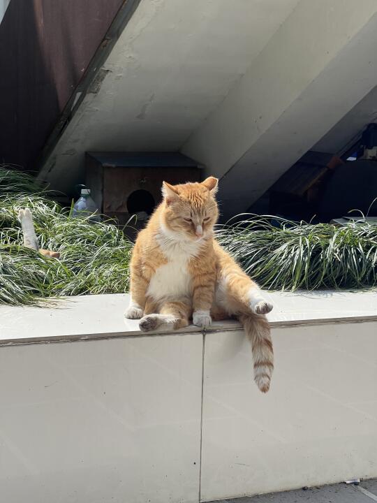 再不出太阳咪将小发雷霆😡